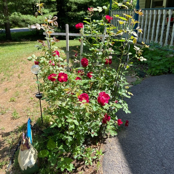 Meet your posher, Kim - Picture 9 of 12